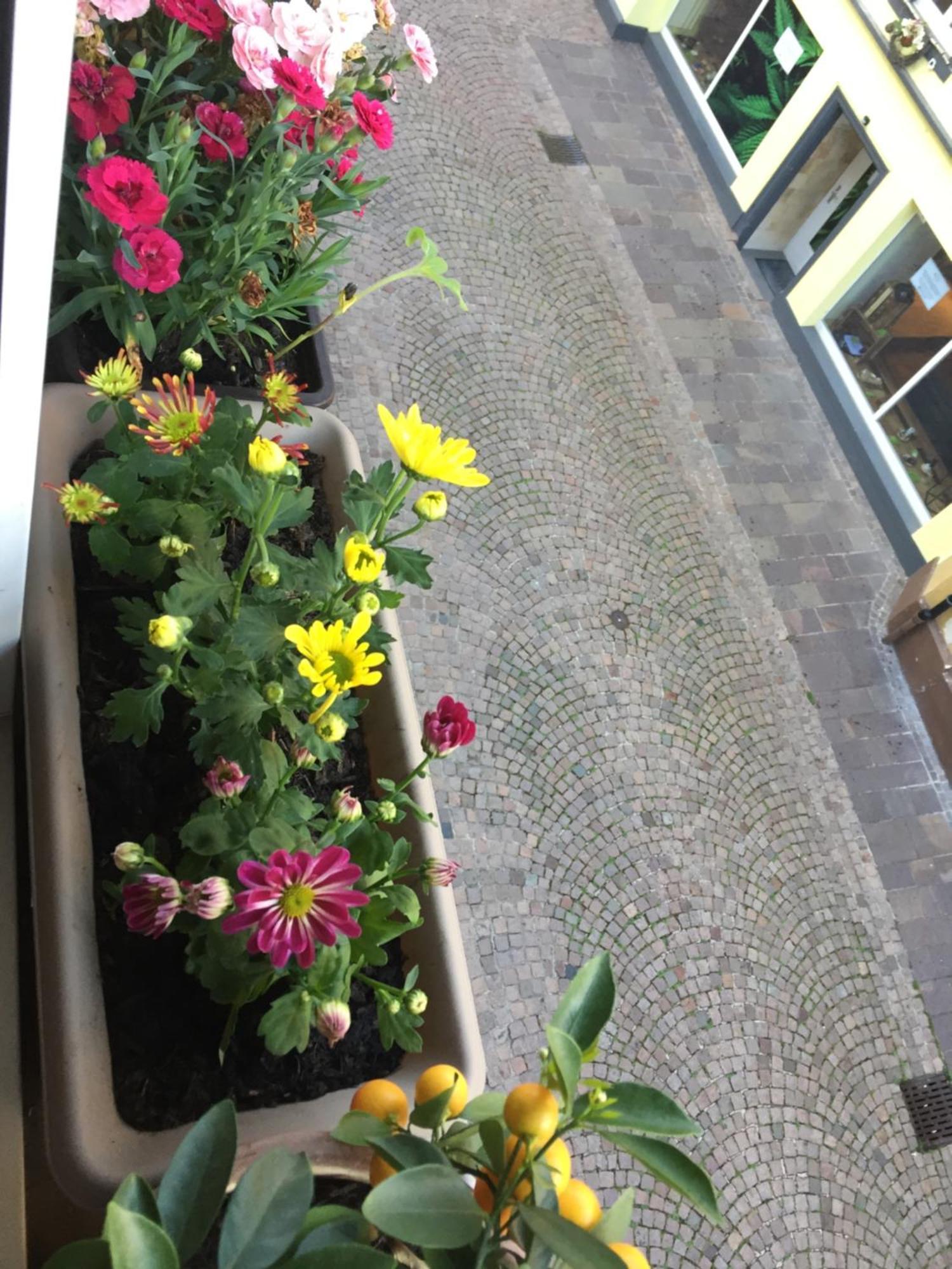 Homestay Waldshut-Tiengen Exterior photo